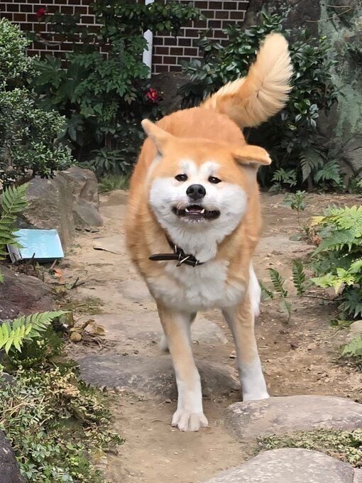 お庭で走り回る丸姫ちゃん　元気いっぱいな様子が伝わってくる