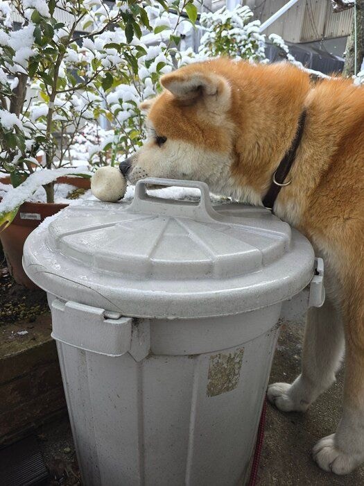 1才3カ月のときの丸姫ちゃん