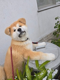 「あっという間に大きくなった」生後3カ月秋田犬の子犬が1才に！成長にしみじみするも、飼い主には“お願い事”がある！？