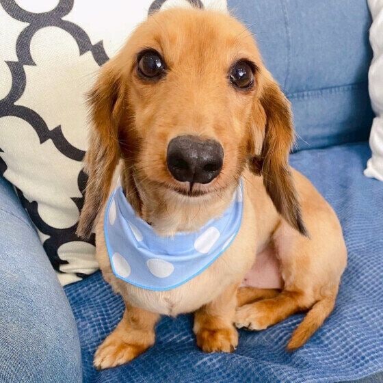 ヒビキ  飼い主を見つめるミニチュア・ダックスフンド