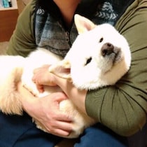 犬はどうやって「飼い主」だとわかるの？信頼関係を深めるポイントも解説