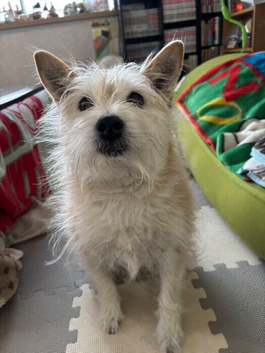 飼い主さんを見つめるマロちゃん