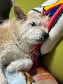 親戚が保護した犬を迎え入れて→「もう犬は飼わないと思っていた」心境から、今では“癒やしと笑いを届けてくれる”存在に感謝する日々