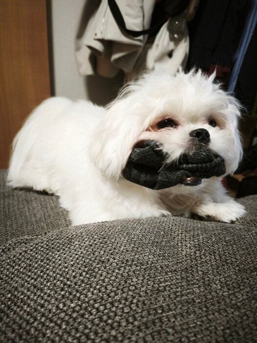 靴下をくわえる犬