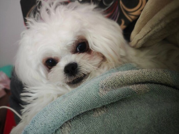 飼い主さんの隣で寝る犬