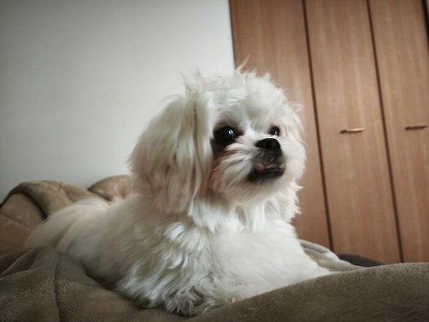 飼い主さんのお腹の上に乗る犬