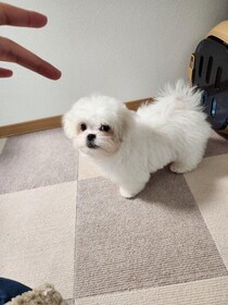 ”ぬいぐるみ”のような生後3カ月子犬が約9カ月後、かわいさそのままに大きく成長！かけがえのない家族として愛されるコに