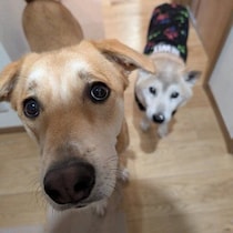 保護子犬を迎えて2才に！繊細で甘えん坊なコに成長　家族とじゃれ合う日常にほっこり