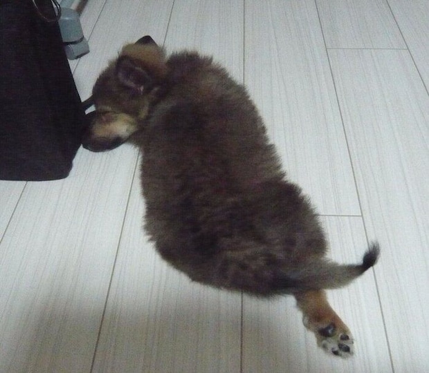 寝転がるポン太郎くん