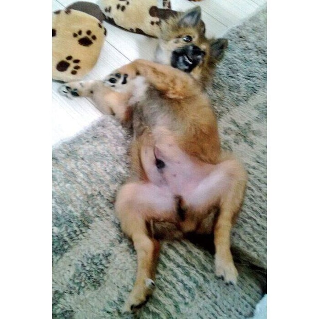 生後4カ月のころのポン太郎くん