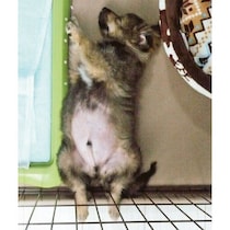 “ぽんぽこりん”お腹が愛くるしかった子犬→9年後、表情やしぐさ、手触りまで愛おしい存在に