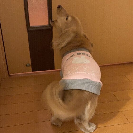 シェル おねぇちぇんがかえってきたミニチュア・ダックスフンド