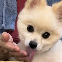 犬が「嬉しい」と感じているときに見せるしぐさとは？行動からわかる犬の気持ちを解説