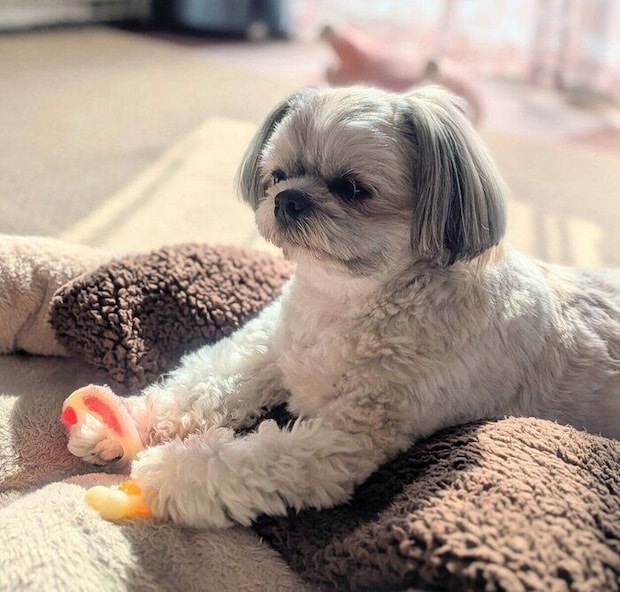 「両手におもちゃ」な楽くん