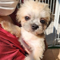 保護犬カフェで“赤ちゃん怪獣”と呼ばれていた子犬をお迎え→2才の今、我が家に笑い声をもたらす存在に