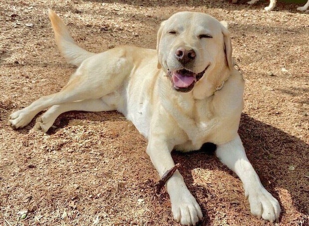 楽しそうなロキくん　ニコニコでかわいい