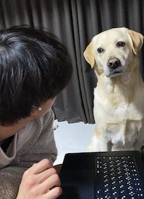 「そろそろ遊んでもらえます？」“控えめ”だけどしっかりと目で訴えるラブラドールが「かわいい」と話題に！