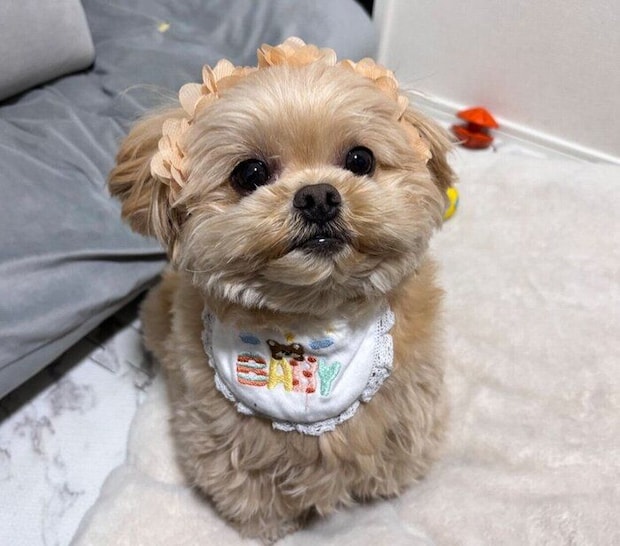 見つめるがんもくん