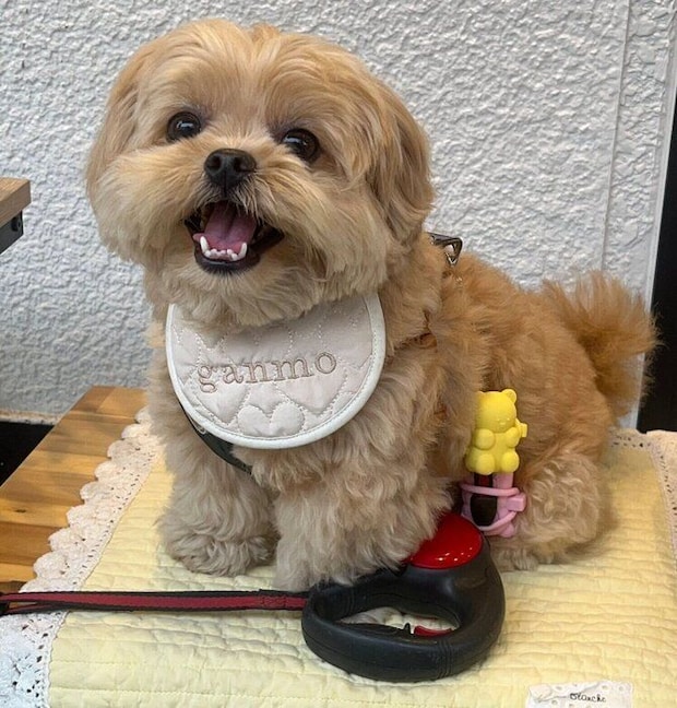 笑顔が可愛いがんもくん