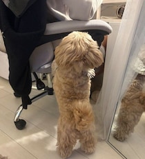 19時以降、10分に1回「仕事が終わった？」と確認しにくる犬　在宅勤務中の飼い主を気にかける健気な姿にほっこり