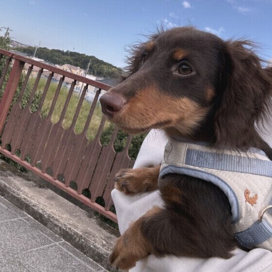ぐり  抱っこ散歩ミニチュア・ダックスフンド