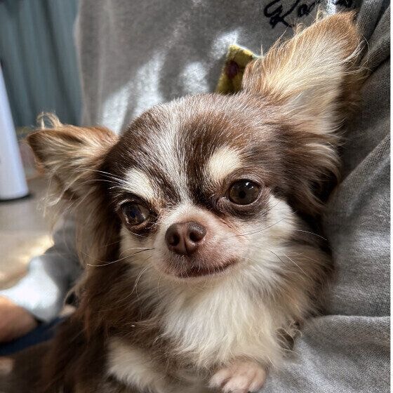 天誠  抱っこ大好きチワワ