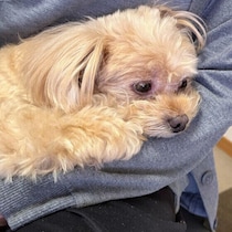 その抱っこ、実はNGかも？犬にやさしい正しい抱っこの仕方を解説