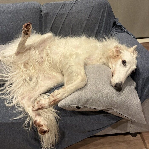 リラックスした様子のウオッカちゃん　まったりとした表情に癒やされる