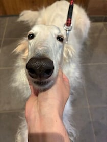 「上から見るボルゾイの垂れ目が愛おしい」SNSに投稿された愛犬の写真が約1.8万「いいね」で話題に！