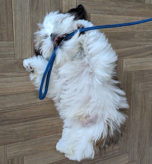 ヘソ天しながらリードを噛むズシくん