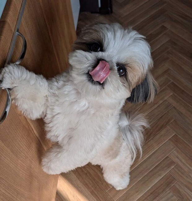 「ゴハンは？」とアピールするズシくん