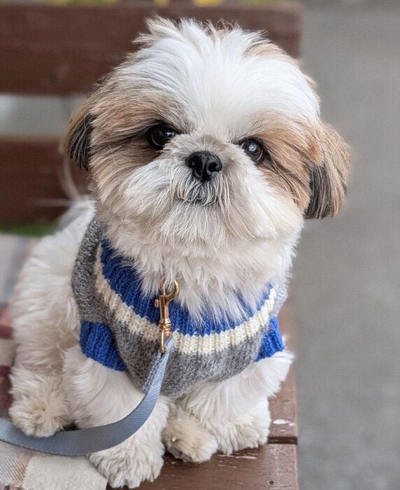 散歩中のズシくん