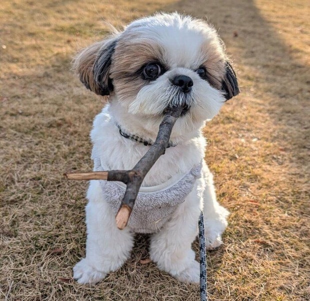 枝をくわえるズシくん