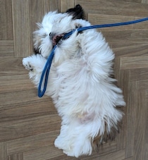 無邪気なヘソ天ポーズが愛おしいシー・ズーの子犬→1才8カ月の今、「俺様キャラ」な相棒に！