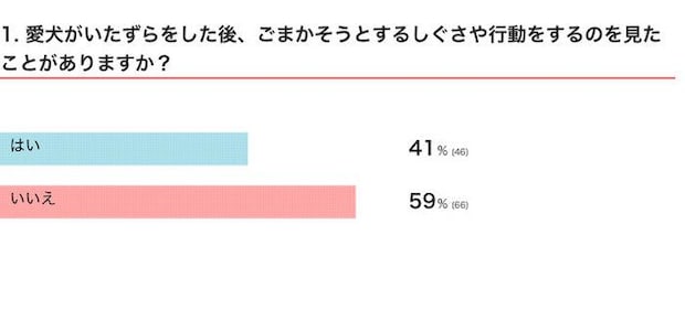 愛犬がいたずらをした後、ごまかそうとするしぐさや行動をするのを見たことがある？