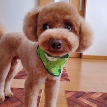 【調査】犬がいたずら後に見せる「ごまかし行動」とは？　飼い主の正しい対応を獣医師が解説