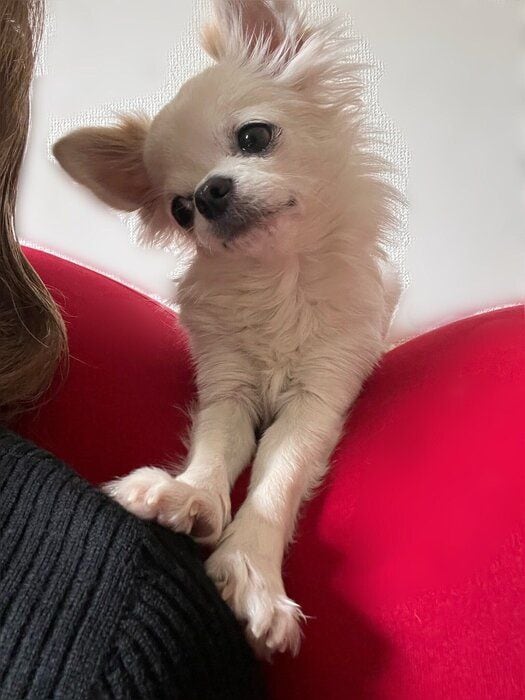 飼い主さんにアピールするプーパくん