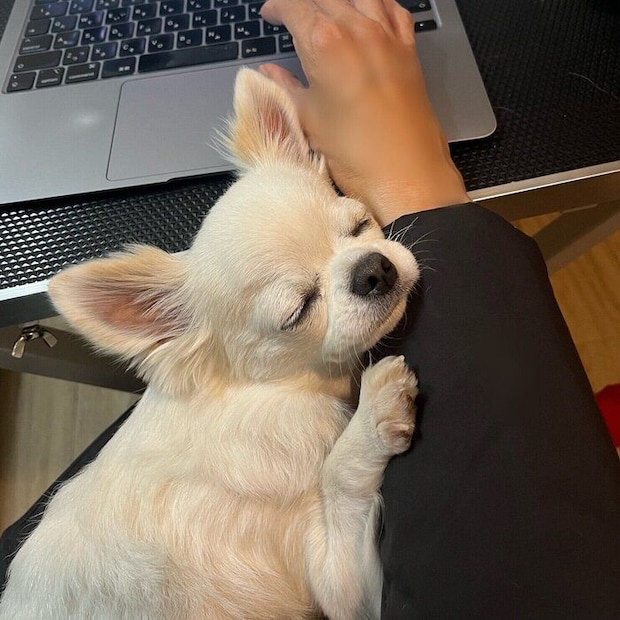 「かわいい」といった声が多数集まるなど、注目を浴びたプーパくんの写真