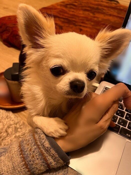 別の日　仕事をする飼い主さんを見つめるプーパくん