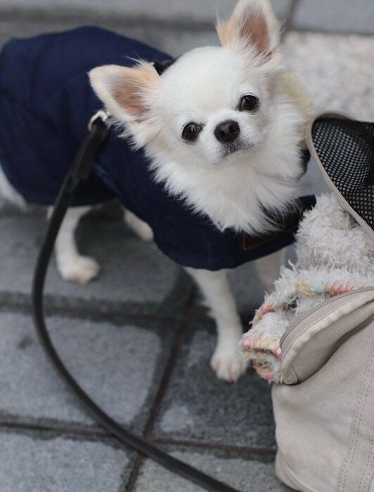 プーパくんは「タレ目がチャームポイント」なのだとか