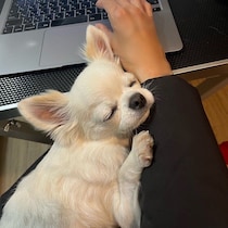 飼い主に“あごのせ”して眠るチワワが約6万「いいね」で話題！「表情豊かなところが魅力」ふだんの様子にもほっこり