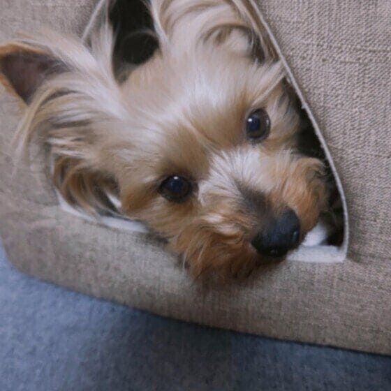   たく ハウス好き ヨークシャー・テリア