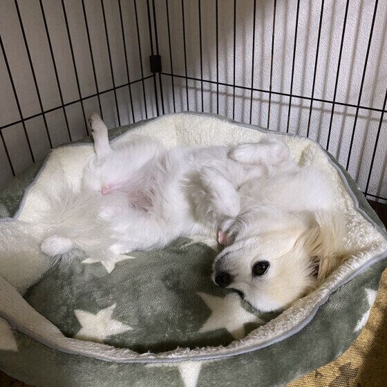 萌花  ゴロンってするＭｉｘ（雑種）小型犬