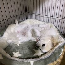 犬用ハウスがあると、犬は安心するって本当？愛犬のための「安心空間づくり」のポイントを解説