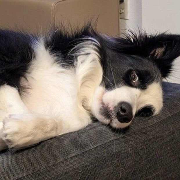 ケーキを食べる飼い主さんを見つめるルークくん