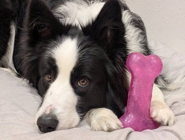 おもちゃを抱えながらくつろぐルークくん