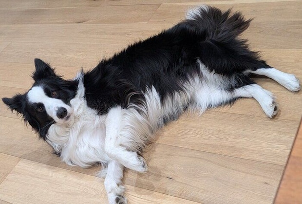 「おなかすいたよー」とアピールするルークくん