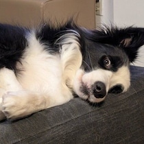 ケーキを食べる飼い主さんに突き刺さる視線！見つめるボーダー・コリー犬の表情にクスッ