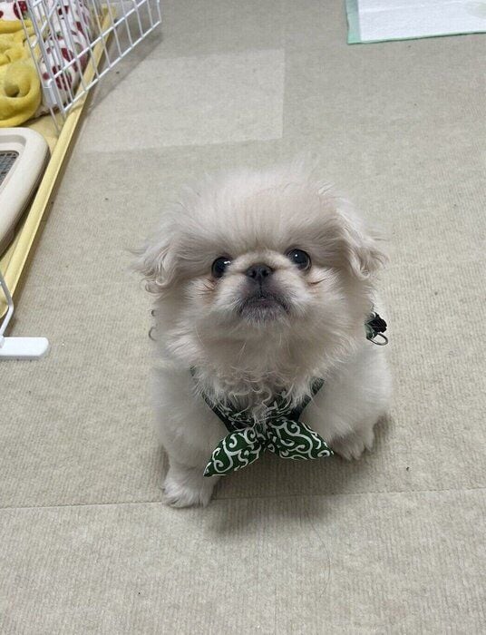 生後3カ月のペキニーズ