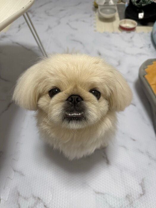 鼻がチャームポイントのペキニーズ